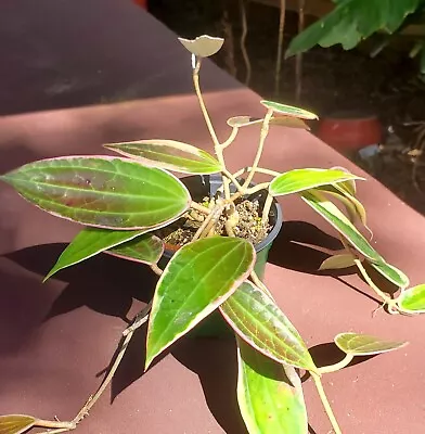 Hoya Macrophylla Variegated Wax Honey Plant Potted 3  • $18