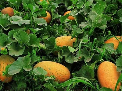 Chinese Hami Melon 哈密瓜 Large 4-7lb Fruits Sweet & Crunch  20 Seeds • $3.55