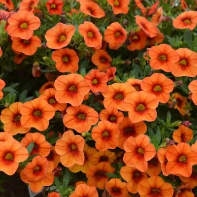 Calibrachoa Plug Plants Garden Million Bells Orange Petunia Flowers Pack Of 3 • £8.99