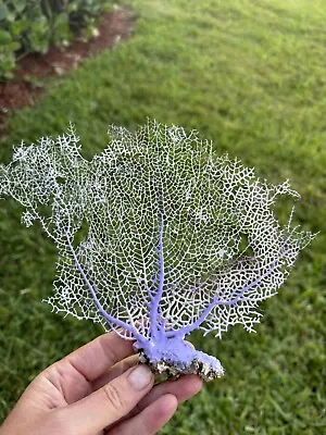 White & Purple Sea Fan Coral Coral Tree Branch Nautical Decor Sea Fan Decor • $24.96