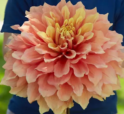 Dahlia Tubers 'Mango Madness' Dinnerplate Sized Blooms • $16.50