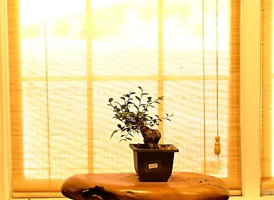 Outdoor Live Chinese Elm Bonsai Tree W/ Pot • $99