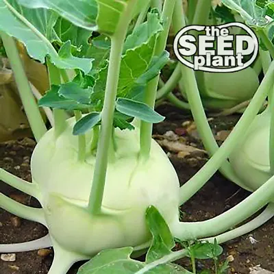 White Vienna Kohlrabi Seeds - 250 SEEDS NON-GMO • $1.79