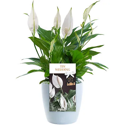 Tin Wedding Peace Lily - 10th Wedding Anniversary Gift - Live Lily Indoor Plant • £17.99