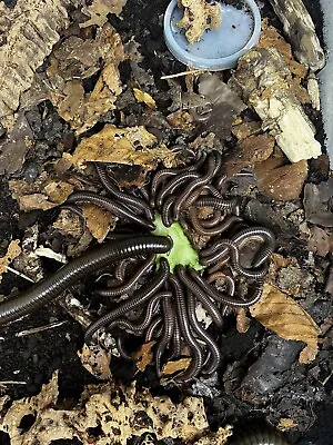 Giant Millipede - Sechelleptus Seychellarum • £11.99