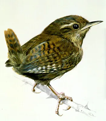 Carl Brenders WREN STUDY Art Print   • $65