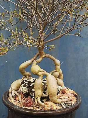 £8.05 • Buy Euphorbia Hedyotoides Exotic Rare Madagascar Bonsai Caudex Cacti Seed 5 Seeds