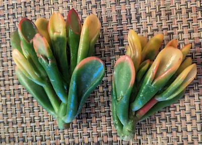 Rare Variegated Crassula Ovata 'gollum' - 'gollum  Jade - 2  Cutting • $6.89