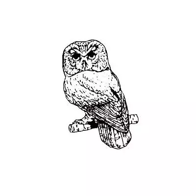 Saw Whet Owl Unmounted Rubber Stamp Night Bird Of Prey Barn Halloween #9 • $6.67