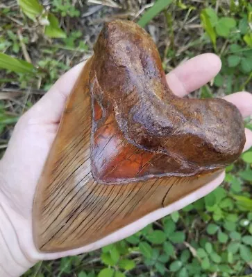 Megalodon Tooth 5.7   Five Inch Gold Tiger  No Repairs No Restorations • $880