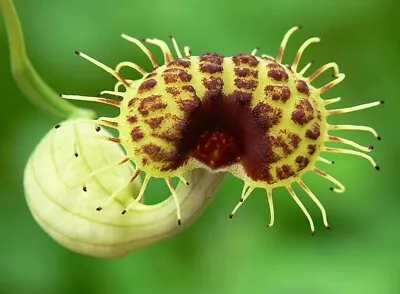 Aristolochia Fimbriata 10 Seeds Rare Caudex • $5