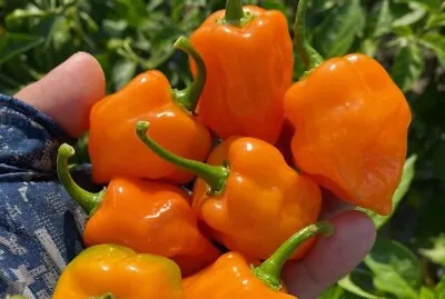 20x Habanero Super Hot | Non-GMO Organic Hot Pepper Seeds | FREE SHIP • $1.49