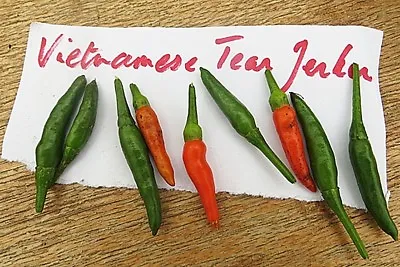 Vietnamese Tear Jerker Hot Chili Pepper Seeds Non-gmo Heirloom SRIRACHA SAUCE! • $3.99