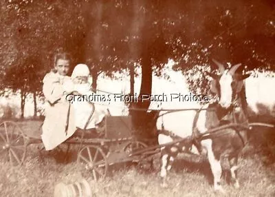 Children Riding In Goat Pulled Cart   Antique Mounted Photo • $6.95