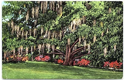 Postcard Ocean Springs MS Ruskin Oak 400 Years Old Mississippi Gulf Coast MS08 • $4.99