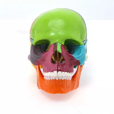 Anatomy Mini Skull Model 15 Part Detachable Human Anatomy Exploded Skull Colored • $35.99