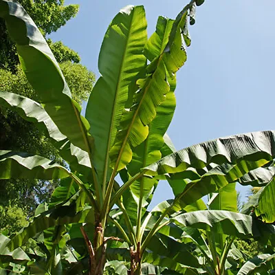 Musa Basjoo (Japanese Banana) Plant 30cm Tall Exotic Patio Plants Established • £13.49