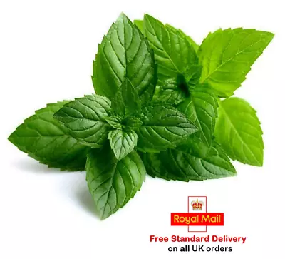 £2.95 • Buy  2000 X PEPPERMINT SEEDS - Sow March To June -Fast Dispatch-Grow Your Own Herbs*