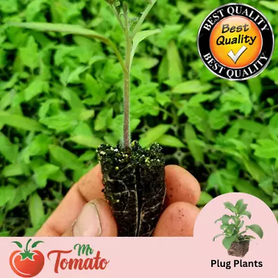 Vine Patio Tomato Plug Plants Veg Patio Windowsill Cherry Vegetable Herbs • £0.99