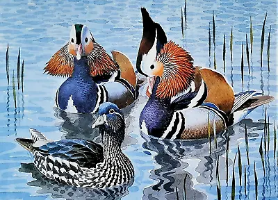 .mandarin Ducks On Pond.. Vintage Print Of A Painting By Tunnicliffe • £2.79