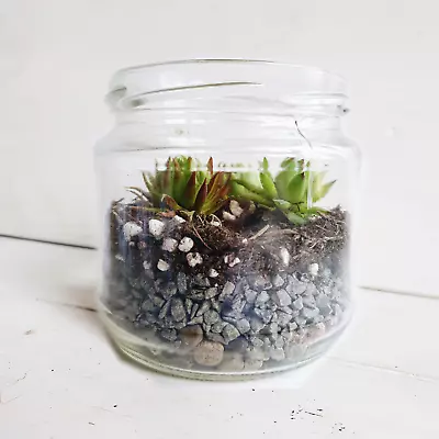 Large DIY Terrarium Kit / Sempervivum / Succulent Gifts / Wedding & Baby Favours • £15.99