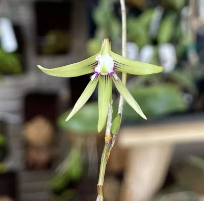 Dendrobium Schoenina X Falcorostrum FLASK • $150