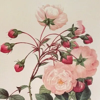 P. J. Redoute Flowers Adelia Aurelianensis Botanical Art Print Book Plate 126 • $13.59