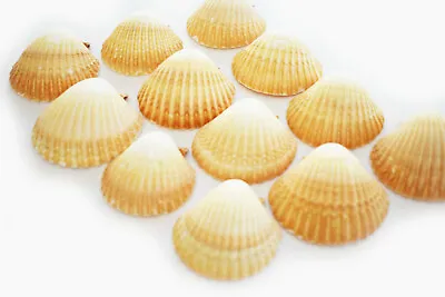 12 Mexican Cup Deep Scallop Shells (3-3.5 ) Restaurant Baking Beach Crafts Decor • $16.99