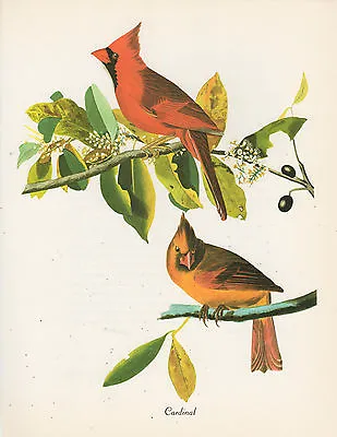 $7.99 • Buy  Audubon's CARDINAL Genuine 15x12 Large