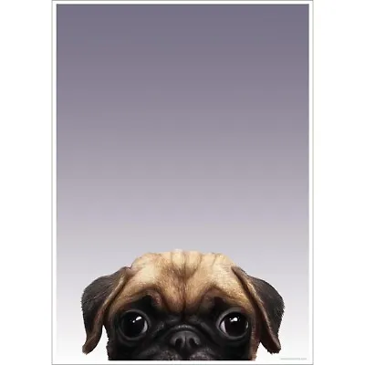 £8.59 • Buy Inquisitive Creatures Pug Poster GR2216