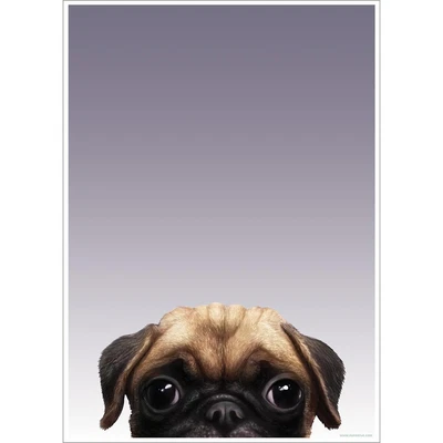£8.59 • Buy Inquisitive Creatures Pug Poster GR2216