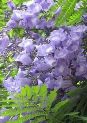 JACARANDA MIMOSIFOLIA House Plant Plugs Gorgeous Bonsai/outdoor- Quick Growing • £5