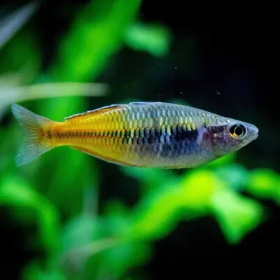 Boesemans Rainbowfish Melanotaenia Boesemani Tropical Fish Rainbow Fish • £5.95