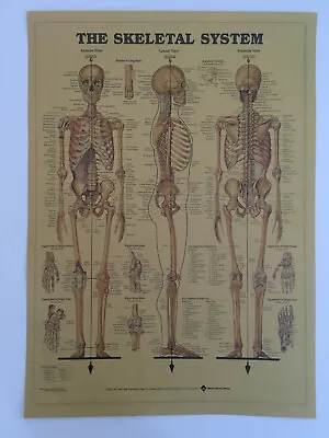 Human Skeleton Poster Print Anatomy Skeletal System Vintage Picture • $12.99