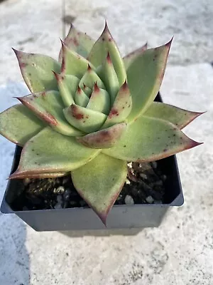 Succulent Echeveria Agavoides Ebony 90mm Pot • $10