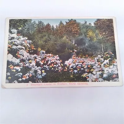 Mountain Laurel Blooms Western North Carolina Red Letter Postcard Posted 1920 • $2.49