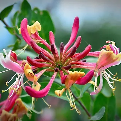 Lonicera Belgecia - Scented Climbing Honeysuckle In A 9cm Pot - Ready To Plant • £9.99