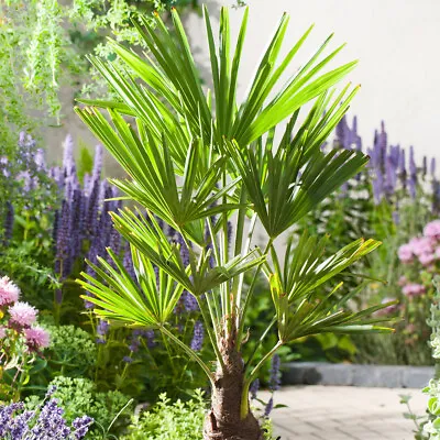 Trachycarpus Fortunei - Chusan Palm Multi Stem Plant In 9cm Pot • £14.95