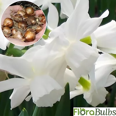 Daffodil Bulbs Narcissus 10 Thalia Dwarf Spring Flowering Garden Bulbs Plants  • £150