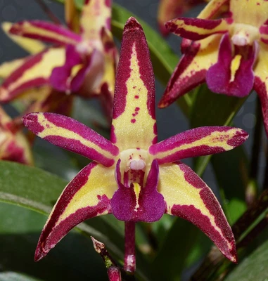 $7 • Buy Orchid -Dendrobium Brimbank Dark Night 'Sunshine' X Tooradin 'Chris'