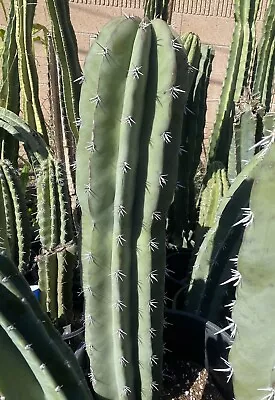 Pachycereus Weberi 3FT Unrooted • $405