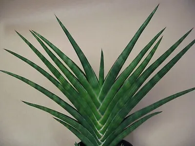 Sansevieria Phillipsiae -- Rare Succulent • $24.99