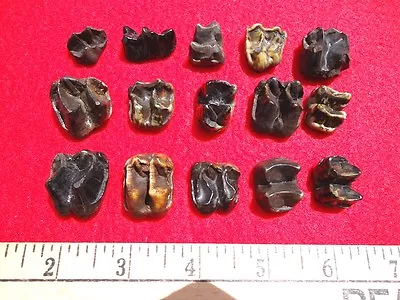 *bulk Price* Tapir Teeth Florida Fossils Fossil Tooth Jaw Bone Bones Camel Llama • $8