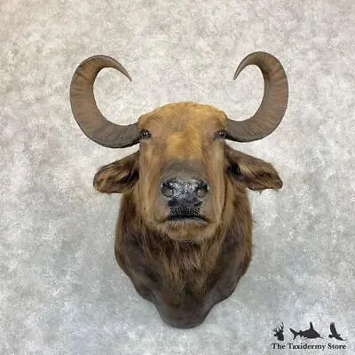 #21742 P | South American Water Buffalo Shoulder Taxidermy Mount For Sale • $2515