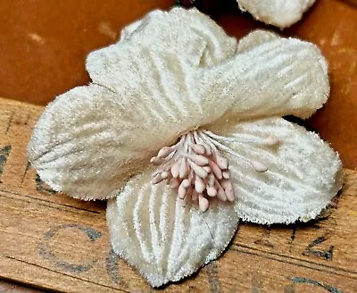 Vintage Velvet Millinery Flowers 2.25  Hand Wrapped Cream 1pc Czechoslovakia • $4.79