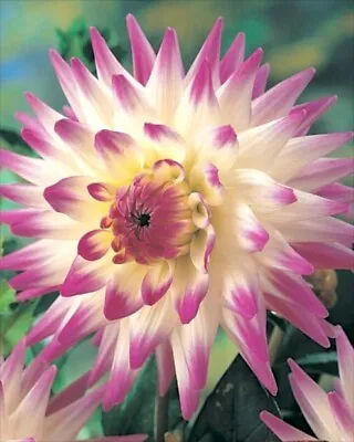 Pack X1 Semi Cactus Dahlia 'Jura' WPC Prins Quality Bulb/Tuber • £3.99