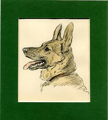 Lucy Dawson ~ German Shepherd / Alsatian  ~ Hand Coloured Genuine Vintage 1937 • $9.95