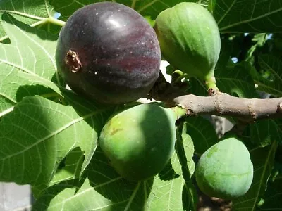 Fig Tree - 'Black Mission' - Fruiting Fig Tree - Ficus Carica • $11.99