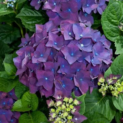 6 Live/Fresh Cuttings Of Heirloom PURPLE Hydrangea  Bush 6  Cuttings • $10.99