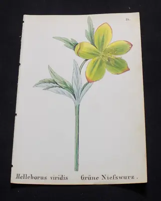 1867 ALPINE FLOWER Print  / GREEN HELLEBANE Or HELLEBORUS VIRIDIS • $17.99